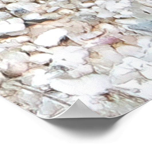 Sailfin Blenny Poster (Ecke)