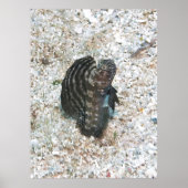 Sailfin Blenny Poster (Vorne)