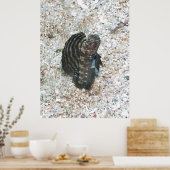 Sailfin Blenny Poster (Küche)
