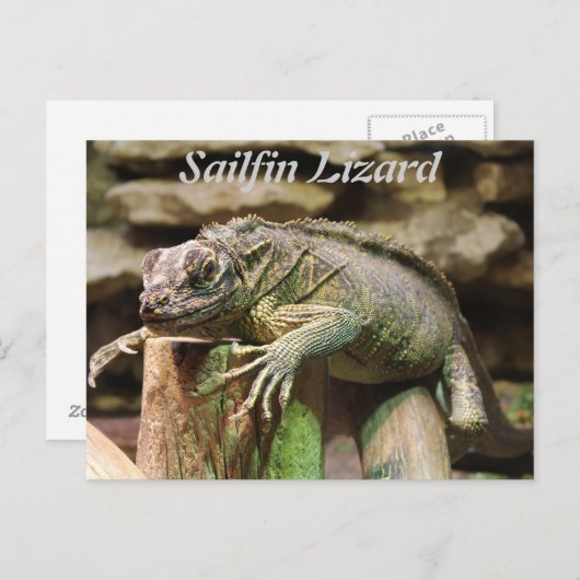 Sailfin Lizard Postkarte (Vorne/Hinten)