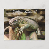 Sailfin Lizard Postkarte (Vorderseite)