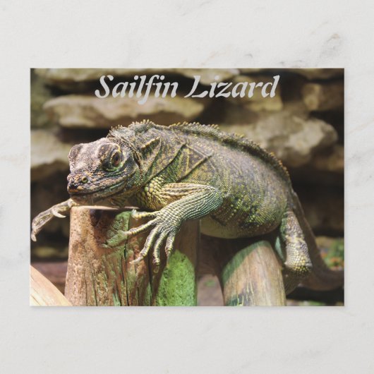 Sailfin Lizard Postkarte (Vorderseite)
