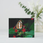 Sailor auf roten Pentas-Blume Postkarte (Stehend Vorderseite)