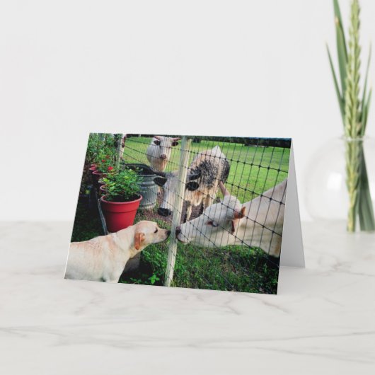 Sailor & pals karte (Vorderseite)