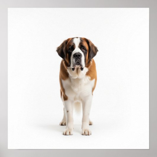 Saint Bernard Art Poster (Vorne)