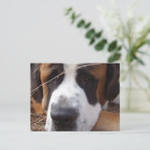 Saint Bernard Dog Postcard Postkarte (Stehend Vorderseite)
