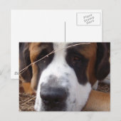 Saint Bernard Dog Postcard Postkarte (Vorne/Hinten)