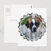 Saint Bernard Foto Postcard Postkarte (Vorne/Hinten)