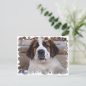 Saint Bernard Postcard Postkarte (Stehend Vorderseite)