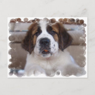 Saint Bernard Postcard Postkarte
