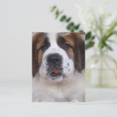 Saint Bernard Postcard Postkarte (Stehend Vorderseite)