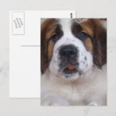 Saint Bernard Postcard Postkarte (Vorne/Hinten)