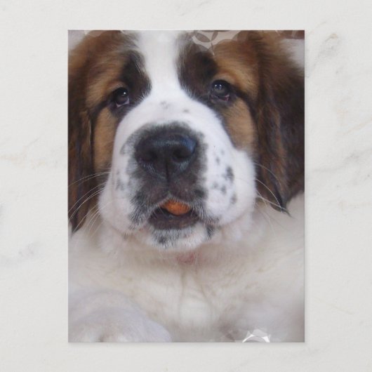 Saint Bernard Postcard Postkarte (Vorderseite)