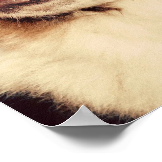 Saint Bernard Poster (Ecke)