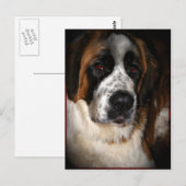 Saint Bernard Postkarten 2 (Vorne/Hinten)