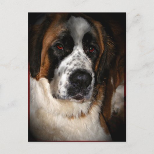 Saint Bernard Postkarten 2 (Vorderseite)