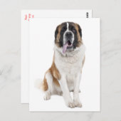 Saint Bernard Puppy Dog Blank Postcard Postkarte (Vorne/Hinten)