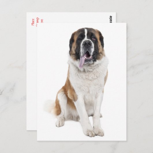 Saint Bernard Puppy Dog Blank Postcard Postkarte (Vorne/Hinten)