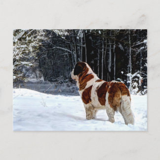 Saint Bernard snow photographic Christmas greeting Feiertagspostkarte