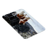 Saint Bernard snow photographic Christmas greeting Magnet (Rechte Seite)