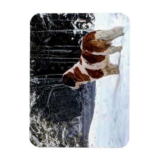 Saint Bernard snow photographic Christmas greeting Magnet (Vertikal)