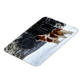 Saint Bernard snow photographic Christmas greeting Magnet (Linke Seite)