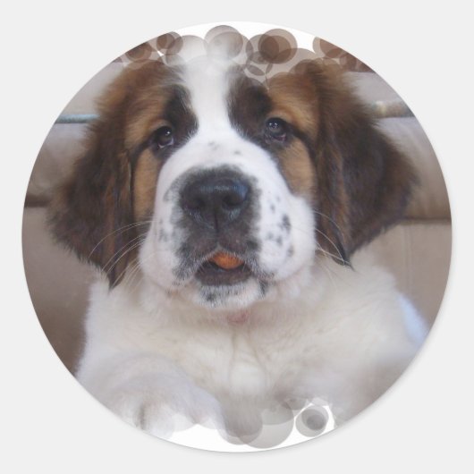Saint Bernard Sticker (Vorderseite)