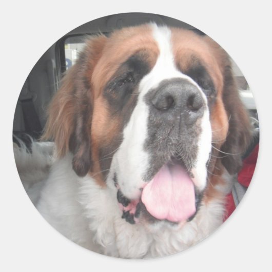 SAINT BERNARD STICKER (Vorderseite)