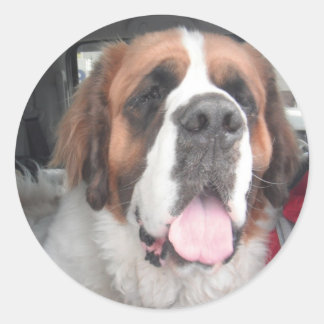 SAINT BERNARD STICKER