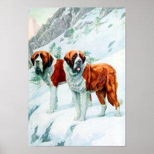Saint Bernards auf einer verschneiten Bergbild Poster