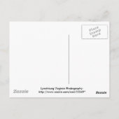 Saint Francis am Alten Lynchburg Friedhof Postkarte (Rückseite)