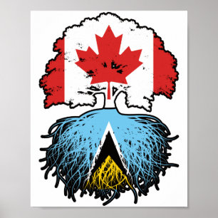 Saint Lucia Saint Lucian Kanada Tree Root Poster