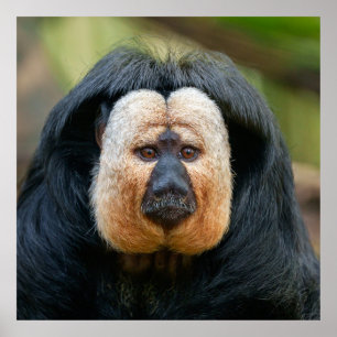 Saki Monkey mit intensivem Stare Poster