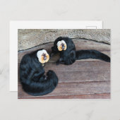 Saki Monkeys Postcard Postkarte (Vorne/Hinten)
