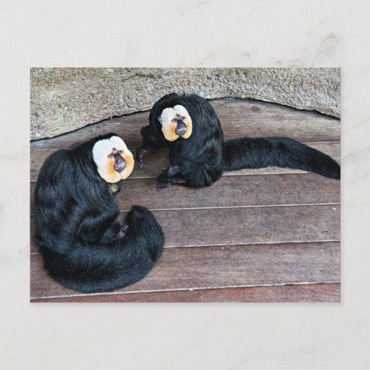 Saki Monkeys Postcard Postkarte (Vorderseite)