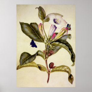  Sakrale Datura und Blauschmetterling Poster