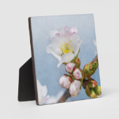 Sakura Blossom Fotoplatte (Vorderseite)