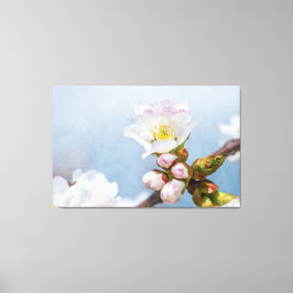 Sakura Blossom Leinwanddruck