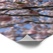 Sakura Blossom Nah - Kyoto Poster (Ecke)