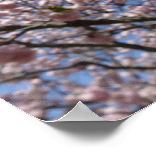 Sakura Blossom Nah - Kyoto Poster (Ecke)