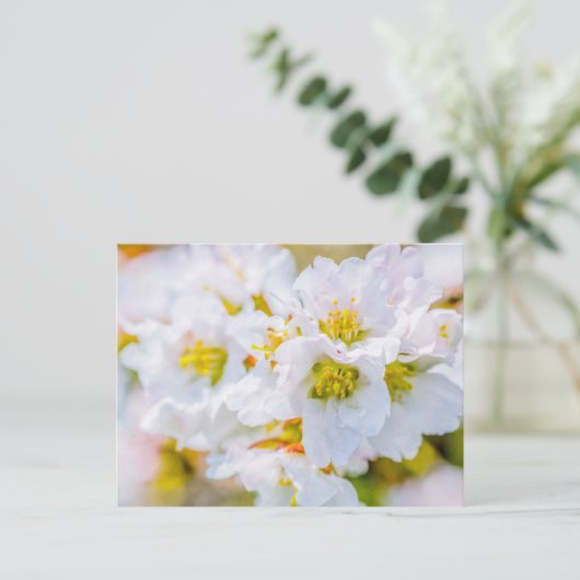 Sakura Blossom Postkarte (Stehend Vorderseite)