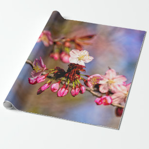 Sakura Blossom und Lila Buden an einem sonnigen Ta Geschenkpapier