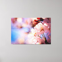 Sakura blüht an sonnigen Tagen