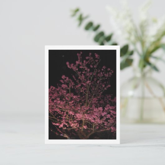 Sakura blüht nachts postkarte (Stehend Vorderseite)