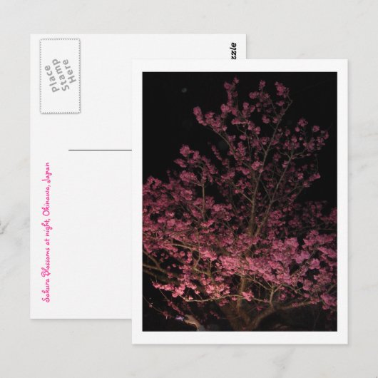 Sakura blüht nachts postkarte (Vorne/Hinten)