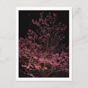 Sakura blüht nachts postkarte