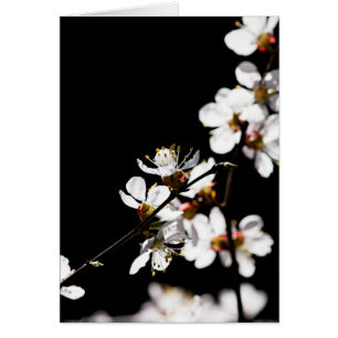Sakura-Blume