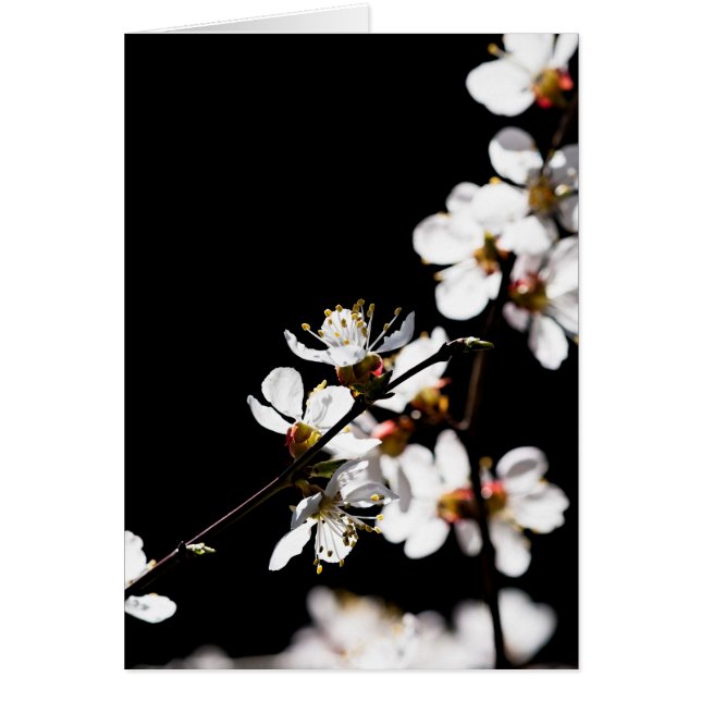 Sakura-Blume (Vorne)