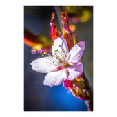 Sakura - Blume der japanischen Kirsche Flyer (Hinten)