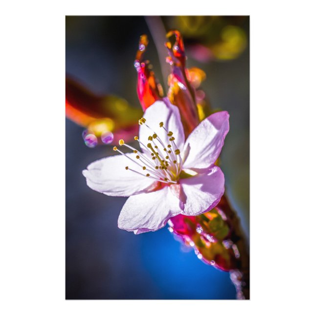 Sakura - Blume der japanischen Kirsche Flyer (Vorne)